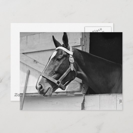 Carte Postale Cheval (Devant / Derrière)