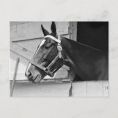 Carte Postale Cheval (Devant)