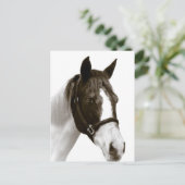 Carte Postale Cheval (Debout devant)