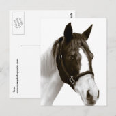 Carte Postale Cheval (Devant / Derrière)