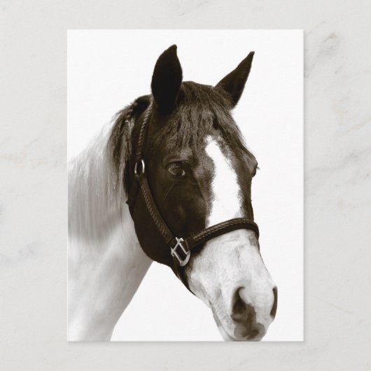 Carte Postale Cheval (Devant)