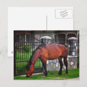 Carte Postale Cheval (Devant / Derrière)