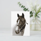 Carte Postale Cheval (Debout devant)