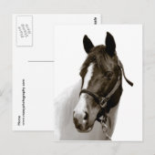 Carte Postale Cheval (Devant / Derrière)