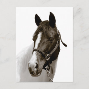 Carte Postale Cheval
