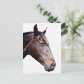 Carte Postale Cheval. (Debout devant)