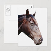 Carte Postale Cheval. (Devant / Derrière)