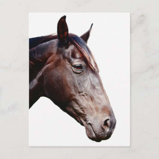 Carte Postale Cheval. (Devant)