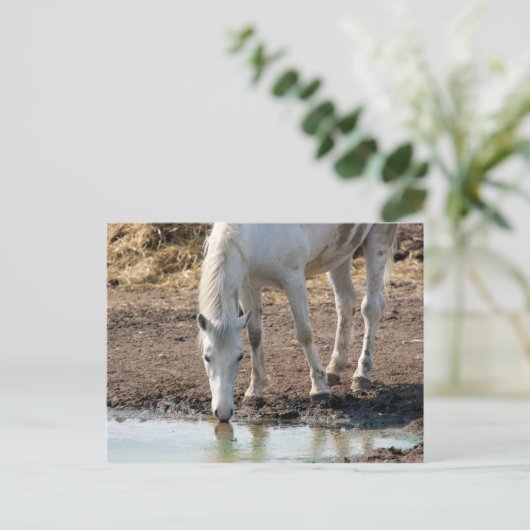 Carte Postale Cheval (Debout devant)