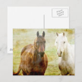 Carte Postale Cheval (Devant / Derrière)