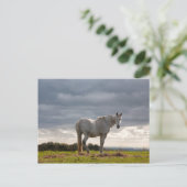 Carte Postale Cheval (Debout devant)
