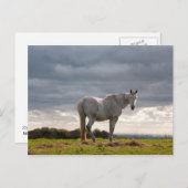 Carte Postale Cheval (Devant / Derrière)