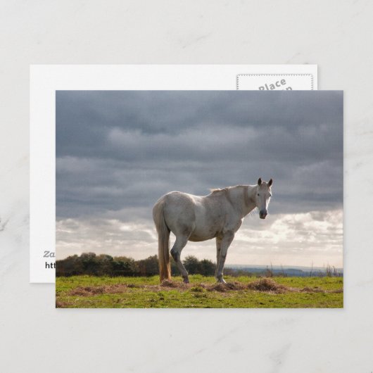 Carte Postale Cheval (Devant / Derrière)