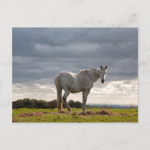 Carte Postale Cheval