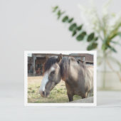 Carte Postale cheval (Debout devant)