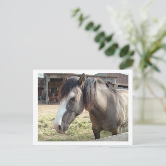 Carte Postale cheval (Debout devant)