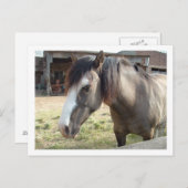 Carte Postale cheval (Devant / Derrière)