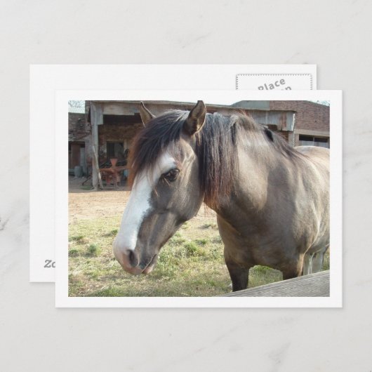 Carte Postale cheval (Devant / Derrière)