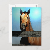 Carte Postale Cheval (Devant / Derrière)