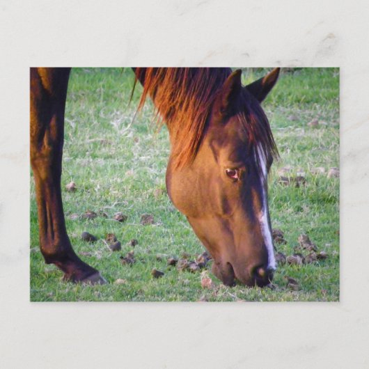 Carte Postale Cheval (Devant)