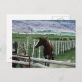 Carte Postale Cheval (Devant / Derrière)