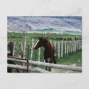 Carte Postale Cheval