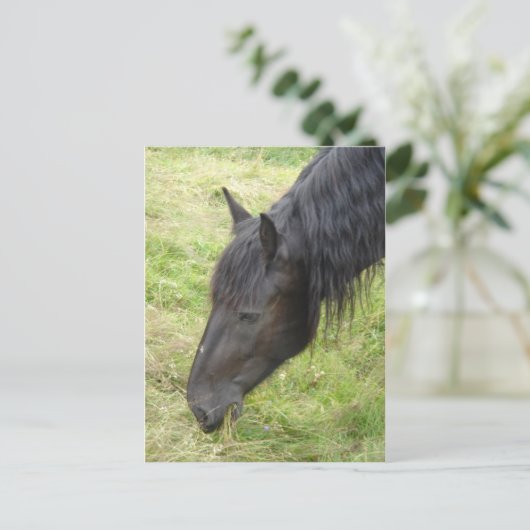 Carte postale Cheval (Debout devant)