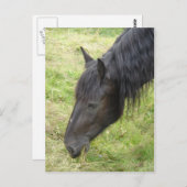 Carte postale Cheval (Devant / Derrière)