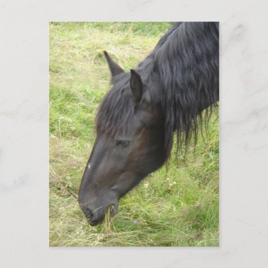 Carte postale Cheval (Devant)