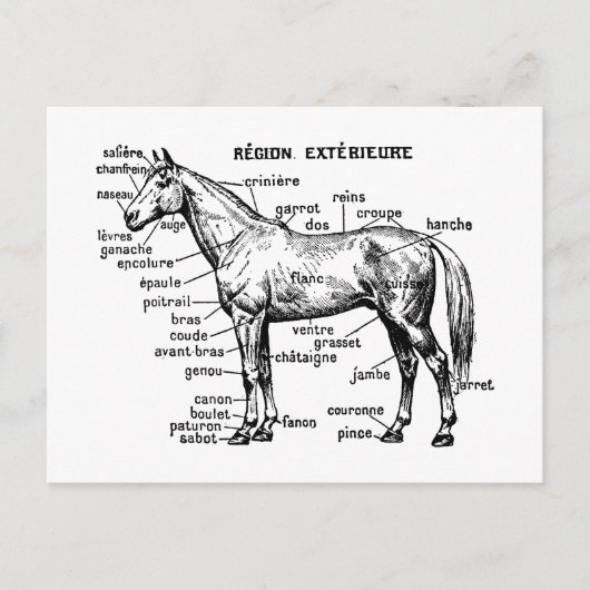 Carte Postale Cheval (Devant)