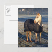 Carte Postale cheval (Devant / Derrière)