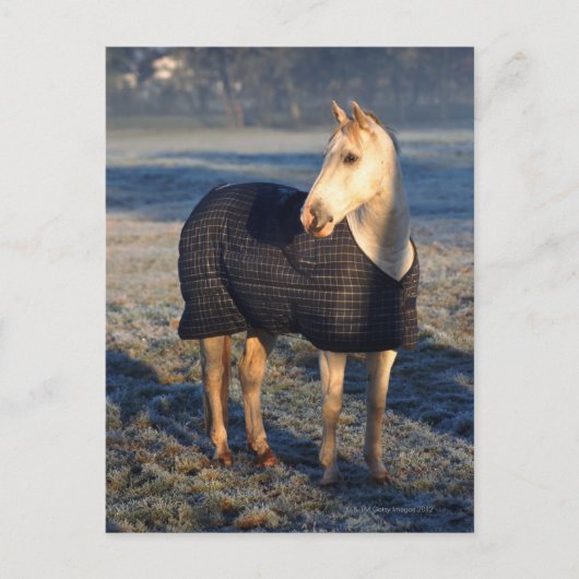 Carte Postale cheval (Devant)