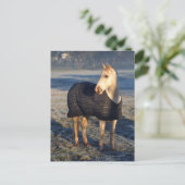 Carte Postale cheval (Debout devant)