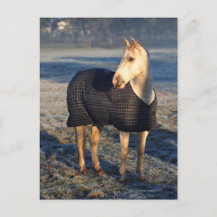 Carte Postale cheval