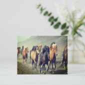 Carte postale Cheval (Debout devant)