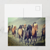Carte postale Cheval (Devant / Derrière)