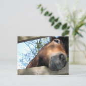 Carte Postale Cheval (Debout devant)