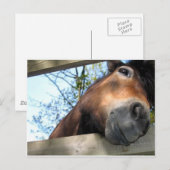 Carte Postale Cheval (Devant / Derrière)