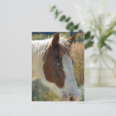 Carte postale Cheval (Debout devant)