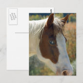 Carte postale Cheval (Devant / Derrière)