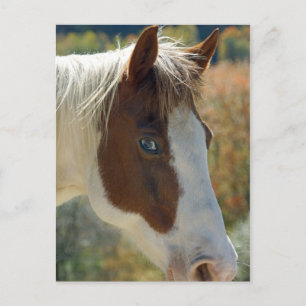 Carte postale Cheval
