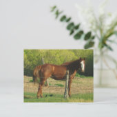 Carte Postale Cheval (Debout devant)