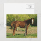 Carte Postale Cheval (Devant / Derrière)