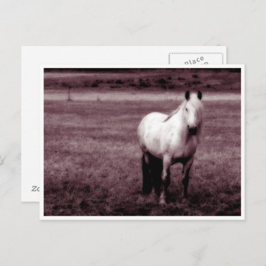 Carte postale Cheval (Devant / Derrière)