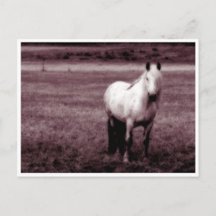 Carte postale Cheval