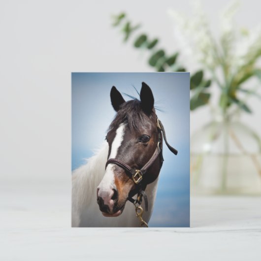 Carte Postale Cheval (Debout devant)