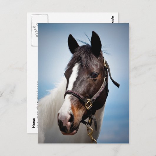 Carte Postale Cheval (Devant / Derrière)