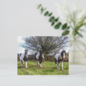 Carte postale Cheval (Debout devant)