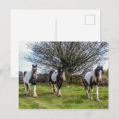 Carte postale Cheval (Devant / Derrière)