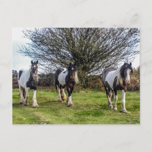 Carte postale Cheval (Devant)
